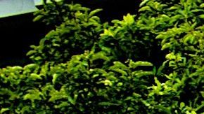 La mayoría de los estudiantes en los colegios comunitarios de California son de origen latinoamericano.