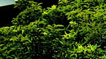 La mayoría de los estudiantes en los colegios comunitarios de California son de origen latinoamericano.