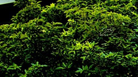 La mayoría de los estudiantes en los colegios comunitarios de California son de origen latinoamericano.