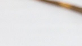 Las iguanas pueden llegar a crecer al menos 5 pies de largo.