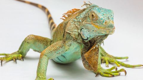 Las iguanas pueden llegar a crecer al menos 5 pies de largo.