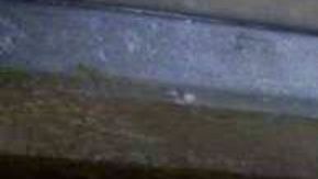 indocumentados en tráiler