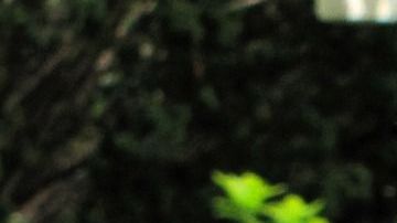 Entre los dos y los tres años de edad, las niñas se convierten en pequeñas mujercitas y vuelcan en sus papás toda la atención y mimos.