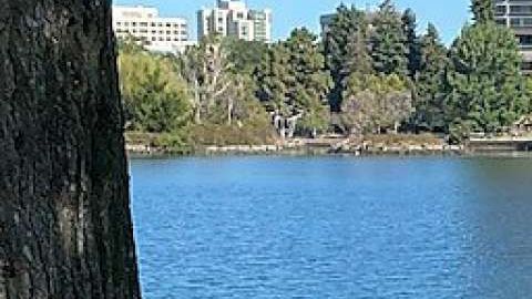 El muñeco colgando de una soga apareció en la cuadra 2100 de Lakeshore Avenue, según la policía de Oakland.