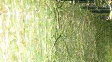 escondite indocumentados tráiler