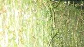 escondite indocumentados tráiler