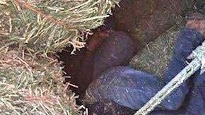 indocumentados pastura