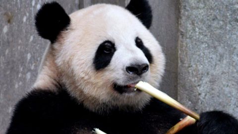 A primera vista, sí parece un oso.