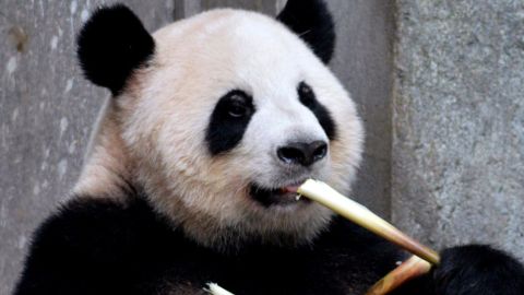 A primera vista, sí parece un oso.