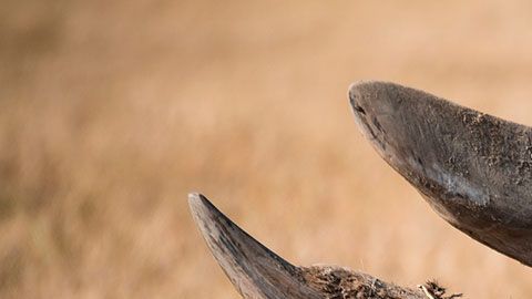 Los cuernos que les cortan a estos animales, con el tiempo, vuelven a crecer.