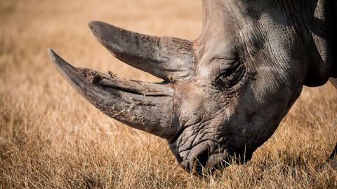 Los cuernos que les cortan a estos animales, con el tiempo, vuelven a crecer.