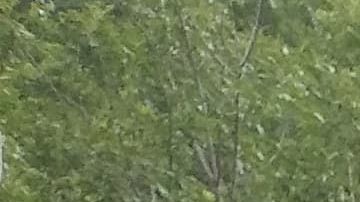 El río Leon donde buscan a Vanessa Guillén.