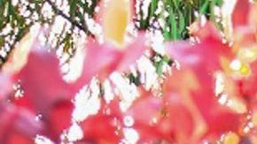 productos verano jardin