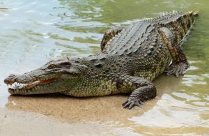 Mujer en Indonesia fue devorada por cocodrilo mientras pescaba