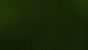 Al perrito le hacen falta las patas delanteras.