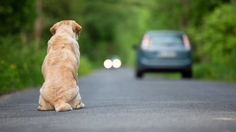 Al perrito le hacen falta las patas delanteras.