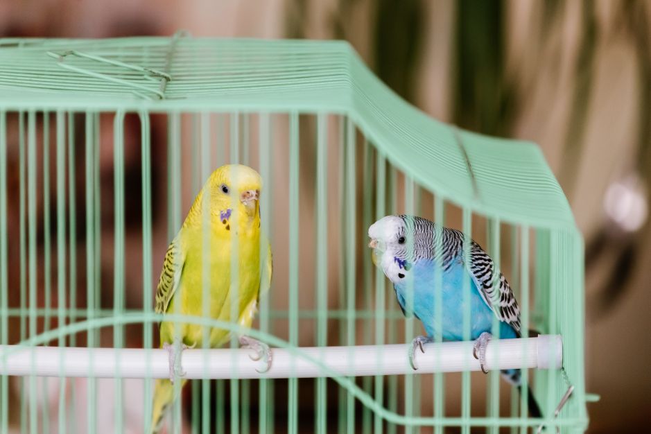 Compra todos los pájaros que un señor vendía en la calle para ...