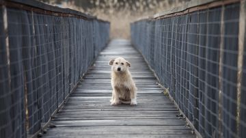El animal acompañó a su dueño hasta el puente donde se arrojó.