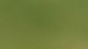 En la casa había más de 500 roedores.