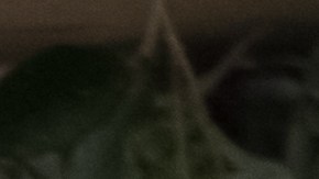 shutterstock_1390236809