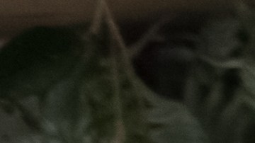 shutterstock_1390236809