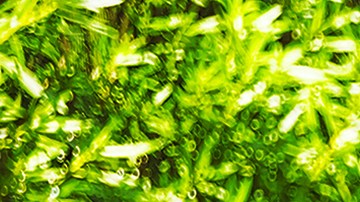 La madre mintió pues nunca fueron al parque.