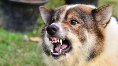 ataque perro