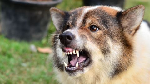 ataque perro