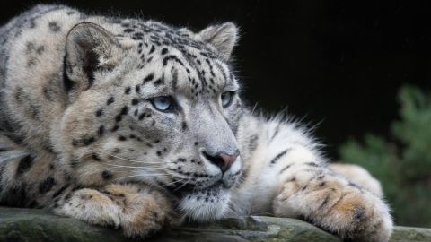 Filman a una leopardo de las nieves amamantando a sus cachorros.
