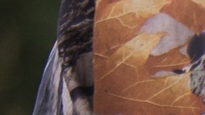 Chris McSherry creyó que el animal ya estaba muerto, pero se levantó y lo atacó con su cornamenta.