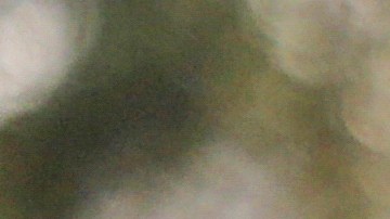 El animal aparece de sorpresa.