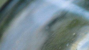 El laurel posee interesantes propiedades esotéricas.