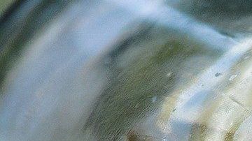 El laurel posee interesantes propiedades esotéricas.