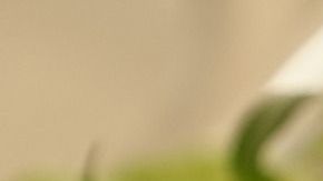 El tomillo es utilizado en rituales de protección.