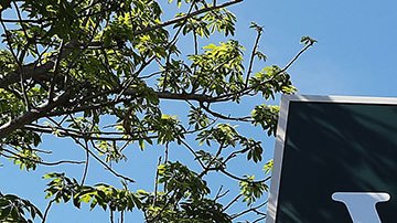 El consumo regular de pequeñas cantidades de metales pesados aumenta el riesgo de contraer enfermedades cardiovasculares