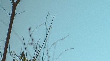 Limpia tus energías usando el elemento de tu signo zodiacal.