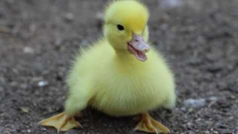 La mujer llamó a los patitos Beep, Peep y Meep, y asegura que vivirán una vida feliz.