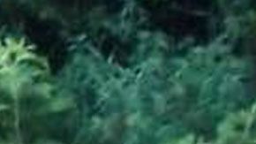 Un pequeño potro de cebra demuestra la diversidad animal.