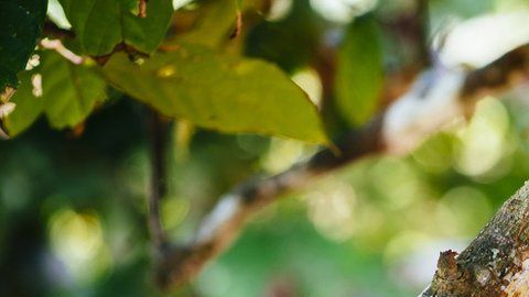 La semillas de cacao de algunos árboles de Perú son muy especiales.