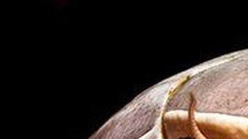 El Bathynomus raksasa se encuentra entre las ocho especies conocidas de isópodos supergigantes.