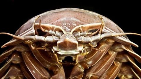El Bathynomus raksasa se encuentra entre las ocho especies conocidas de isópodos supergigantes.
