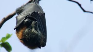 Cómo develar los secretos de la inmunidad de los murciélagos puede ayudarnos a combatir el coronavirus