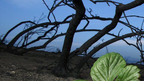 No todas las especies que sobrevivieron al impacto del asteroide prosperaron.