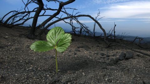 No todas las especies que sobrevivieron al impacto del asteroide prosperaron.