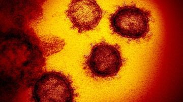 Muchos laboratorios han elegido una proteína que se encuentra en la corona de virus como blanco para neutralizar sus efectos.