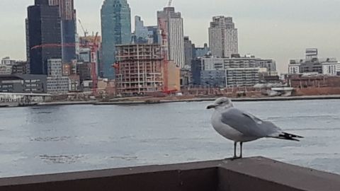 ¿Construcciones para quién en NYC?