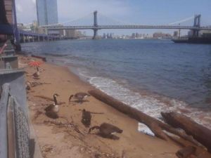 Indigente se lanzó al East River para salvar su vida tras ser apuñalado