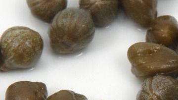 Las alcaparras son usadas en la medicina tradicional por sus propiedades antihelmínticas, anticancerígenas, antidiabéticas y antiinflamatorias.