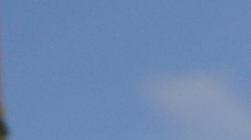 NYPD ha atendido más quejas por este flagelo en los barrios pobres de El Bronx  (Foto: AFP-Getty Images)