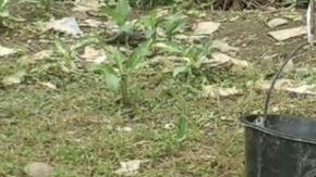 Los monos se la pasan encadenados.